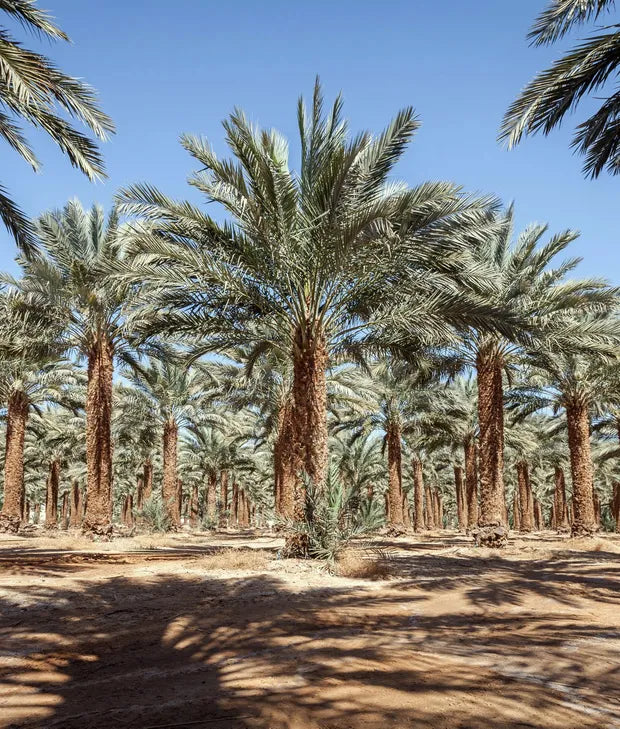 Why Medjool Dates Are the Ultimate Gift of Health