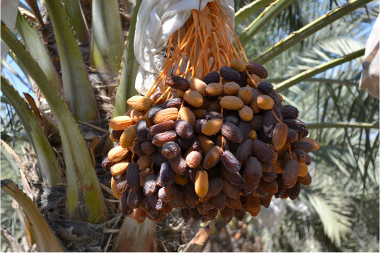 The Ultimate Guide to Storing and Preserving Your Medjool Dates
