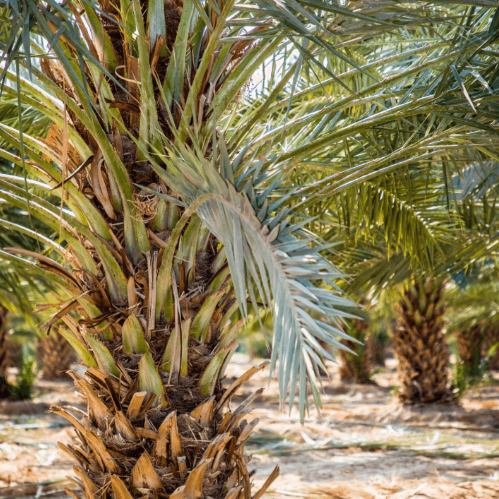 7 Reasons You Should Be Eating Medjool Dates Every Day